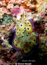 This is image standard macro taken by Nikon Coolpix P 7100 by Wawan Mangile 